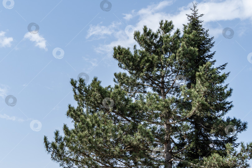 Скачать Сосна Pinus sylvestris на фоне голубого апрельского неба. Справа, рядом с сосной, растет высокая, раскидистая Picea abies Aurea. Солнечный день в весеннем саду. Концепция природы для дизайна. Выборочный фокус. фотосток Ozero