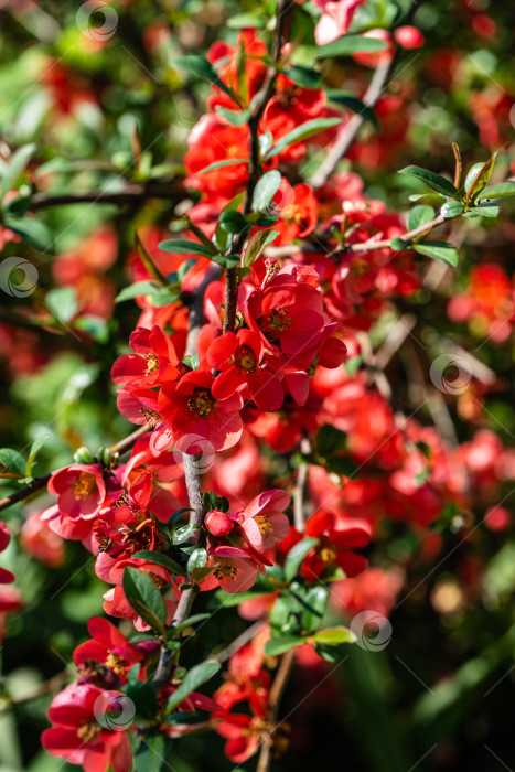 Скачать Цветение японской айвы или Chaenomeles japonica. Красные цветы на ветвях японской айвы на размытом фоне. Выборочный фокус. Красные цветы крупным планом. Концепция природы для дизайна. фотосток Ozero