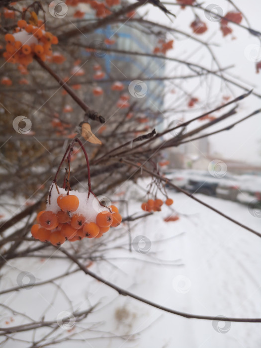 Скачать Городская рябина в снегу фотосток Ozero