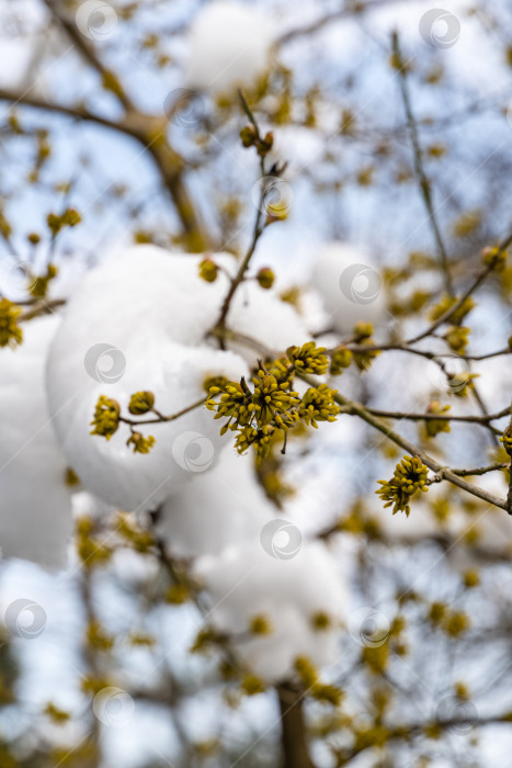 Скачать Маленькие желтые цветочки кизила на ветке, покрытой снегом, на размытом фоне голубого неба. Выборочный фокус. Цветущий кизил (Cornus mas, европейский кизил, кизильник обыкновенный) ранней весной. Концепция природы. фотосток Ozero