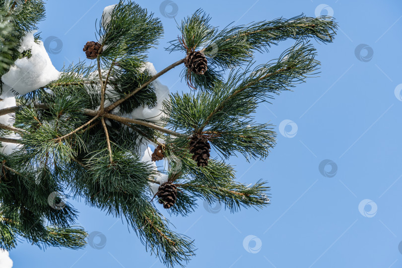 Скачать Сосна Pinus parviflora Glauca в вечнозеленой оранжерее. Коричневые прошлогодние шишки под снегом на ветках сосны на фоне голубого неба. Размытый фон. Выборочный фокус. Крупный план. Концепция природы. фотосток Ozero