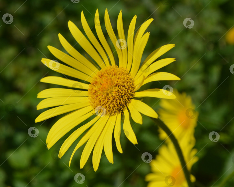 Скачать Жёлтый цветок дороникум. фотосток Ozero