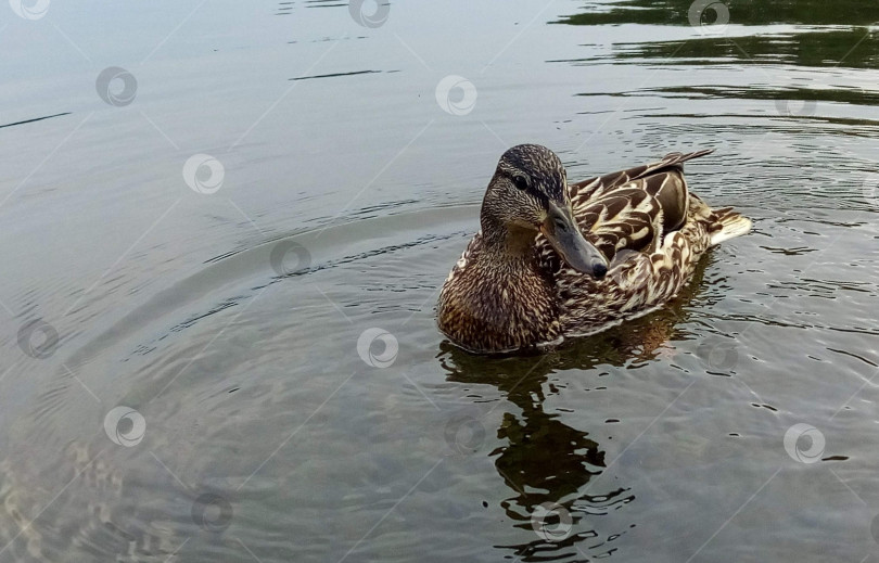 Скачать Утка плывёт по глади воды фотосток Ozero