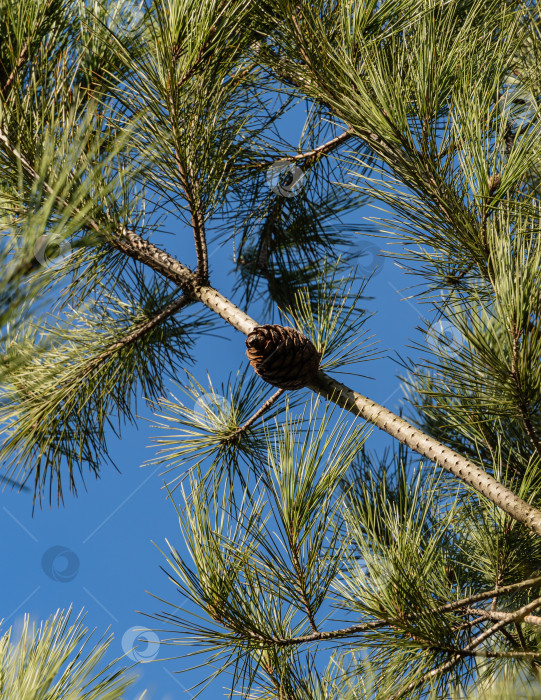 Скачать Пицундская сосна Pinus brutia pityusa.Большая коричневая шишка на ветке пицундской сосны на фоне голубого неба. Крупный план. концепция природы для дизайна. Есть место для фотосток Ozero