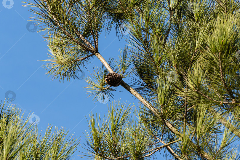 Скачать Пицундская сосна Pinus brutia pityusa.Большая коричневая шишка на ветке пицундской сосны на фоне голубого неба. Крупный план. концепция природы для дизайна. Есть место для фотосток Ozero