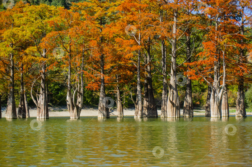 Скачать Болотный кипарис Taxodium - голый кипарис. Красные и оранжевые иглы кипариса отражаются в бирюзовом озере в Сукко недалеко от города Анапа. Осенний пейзаж. Фон природы. фотосток Ozero