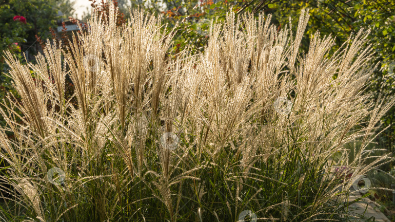 Скачать Многолетняя трава с коротким корневищем Miscanthus Yakushima с одноцветными колосками в рыхлых метелках. Крупный план. Размытый фон. Выборочный фокус. Концепция природы для дизайна. фотосток Ozero