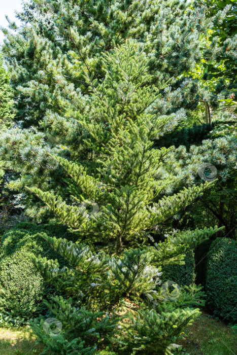 Скачать Корейская ель Abies koreana с ярко-зелеными иголками на ветвях на размытом зеленом фоне в летнем саду. Выборочный фокус. Вечнозеленый ландшафтный сад. Концепция природы для дизайна. фотосток Ozero