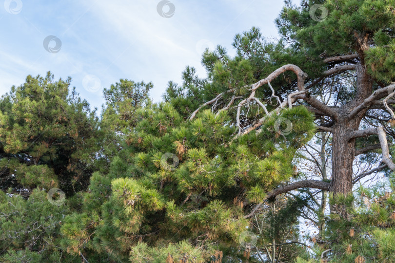 Скачать Столетняя пицундская сосна Pinus brutia pityusa на набережной курорта Геленджик. Крупный план красивых изогнутых ветвей на фоне голубого декабрьского неба. Концепция природы для дизайна. фотосток Ozero