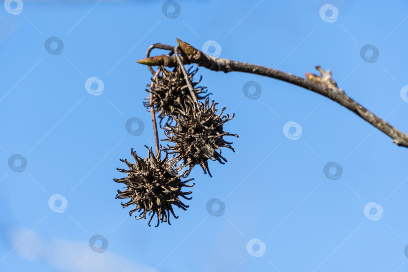 Скачать Ветви дерева Ликидамбар стирацифлуа с колючими коричневыми шариками на фоне голубого декабрьского неба. Крупный план. Коричневые шарики с семенами похожи на молекулы коронавируса - 2019-nCoV, covid-19 фотосток Ozero