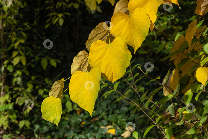 Скачать Крупный план осенних листьев краснохвоста восточного или Cercis canadensis. Желтые листья иудиного дерева после солнечного осеннего дня на размытом зеленом фоне. Выборочный фокус. фотосток Ozero