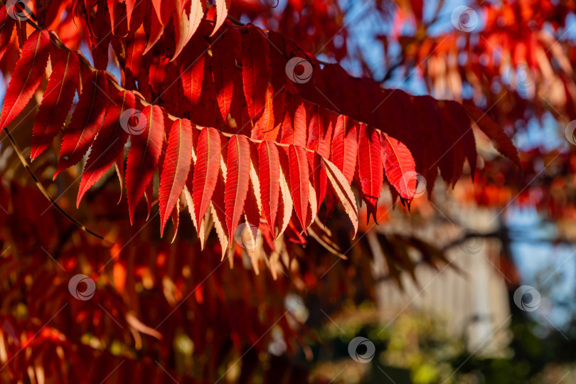 Скачать Осенние цвета Rhus typhina (сумах рогатый, Anacardiaceae). Красные, оранжевые, желтые листья сумаха на размытом фоне.выборочный фокус на фоне с естественным текстурным рисунком. Концепция природы для дизайна. фотосток Ozero