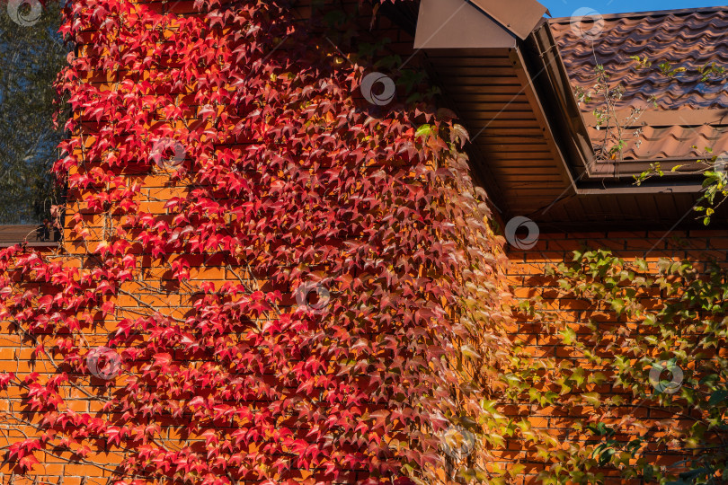 Скачать Фасад двухэтажного загородного дома украшен красным и золотым Parthenocissus tricuspidata 'Veitchii' или бостонским плющом. Стены дома украшены виноградным плющом, японским плющом или японской лианой. фотосток Ozero