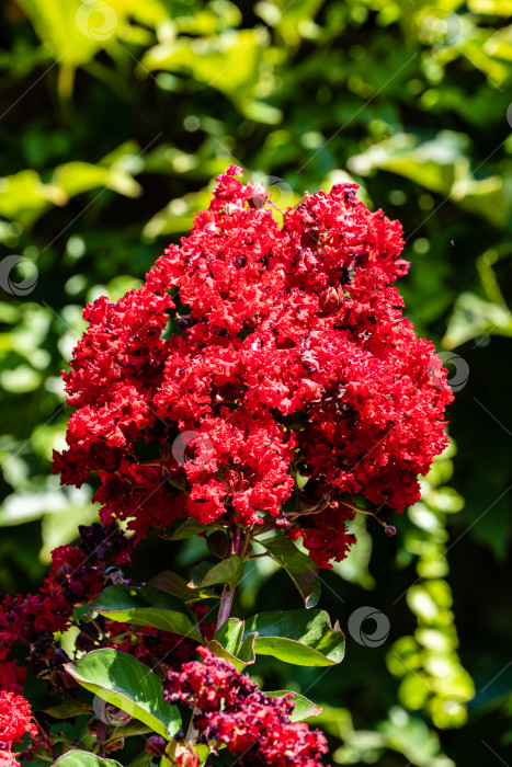 Скачать Красивые темно-красные цветы на миртовом дереве (Lagerstroemia indica) на размытом фоне зелени сада. Крупный план красных соцветий. Выборочный фокус. Концепция природы для дизайна. фотосток Ozero