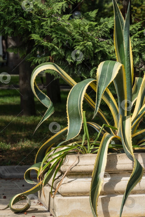 Скачать Американская агава (Agave americana) полосатая — вид рода агава, подсемейство агавовых. Крупный план. Семейство спаржевые в пейзаже осеннего городского парка Геленджика. фотосток Ozero