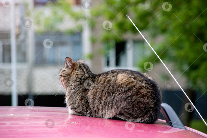 Скачать Кот сидит на крыше автомобиля фотосток Ozero