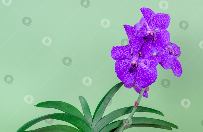 Скачать Красивая орхидея Ванда на светло-зеленом фоне. фотосток Ozero