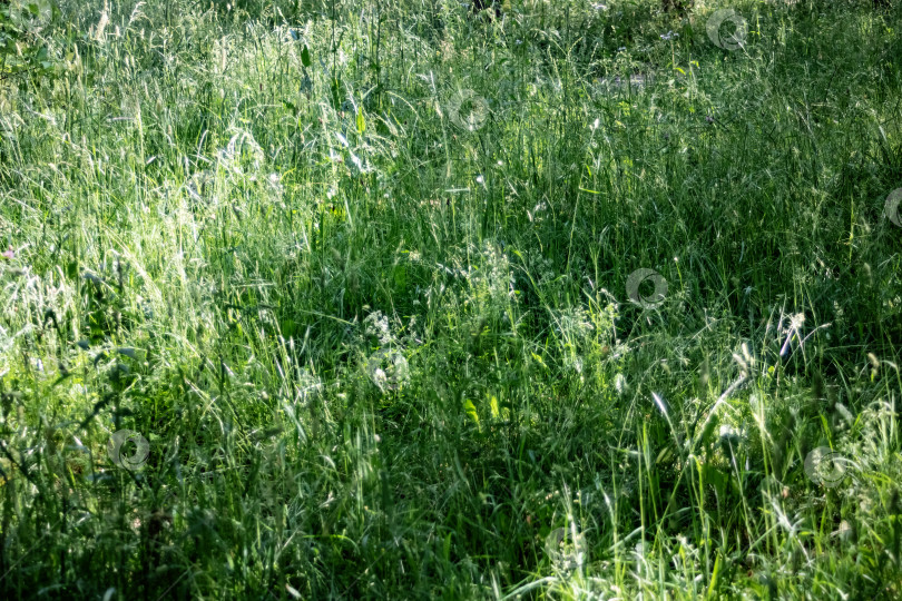Скачать Поле с зеленой травой крупным планом, естественный фон фотосток Ozero
