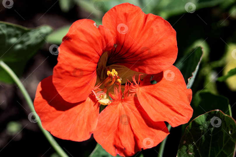 Скачать Ярко-красный цветок настурции крупным планом фотосток Ozero