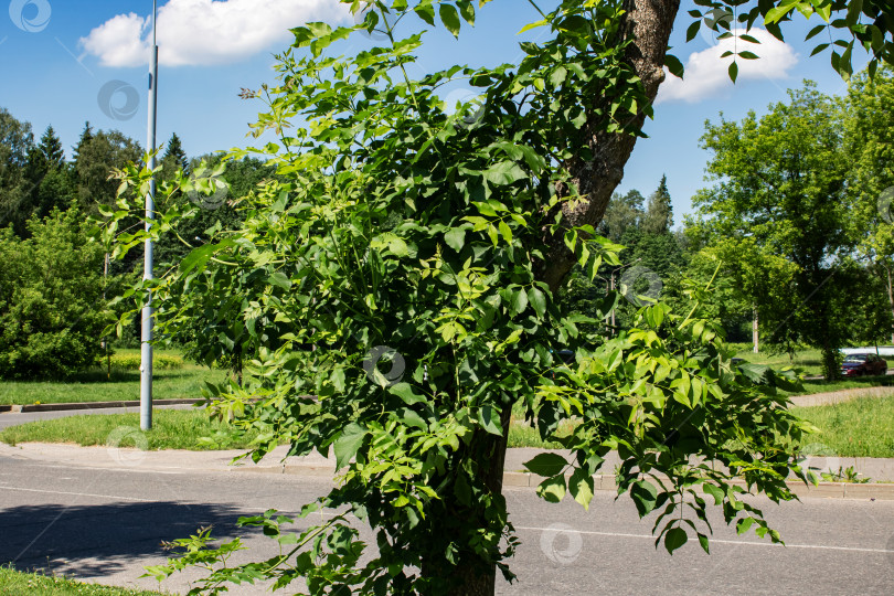 Скачать Ветви с зелеными листьями на дереве фотосток Ozero