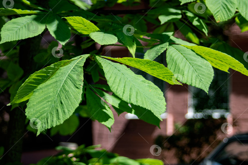 Скачать Зеленые листья каштана крупным планом, макросъемка фотосток Ozero