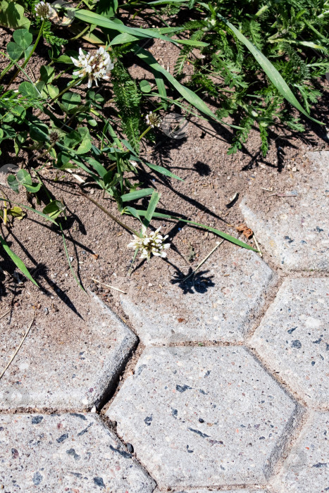Скачать Зеленые листья на выложенном плиткой тротуаре крупным планом фотосток Ozero