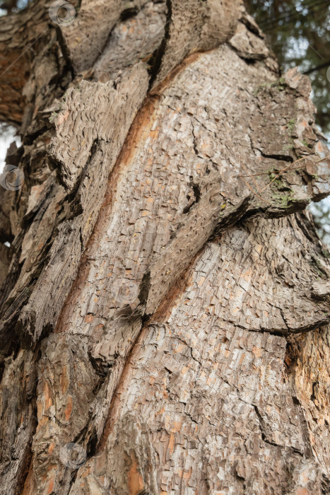 Скачать Ствол столетней пицундской сосны Pinus brutia pityusa. Кора сосны причудливо изогнута. Крупный план. Красивая и необычная текстура коры. Концепция природы для дизайна. фотосток Ozero