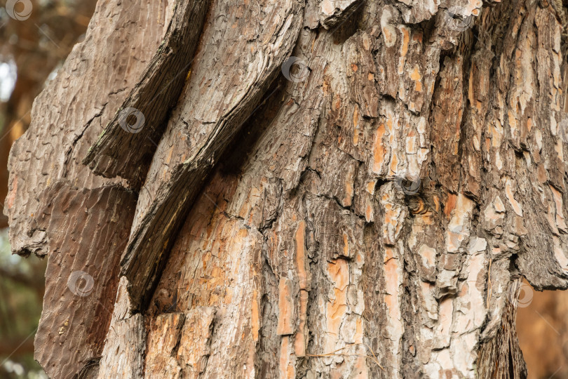 Скачать Ствол столетней пицундской сосны Pinus brutia pityusa. Кора сосны причудливо изогнута. Крупный план. Красивая и необычная текстура коры. Концепция природы для дизайна. фотосток Ozero