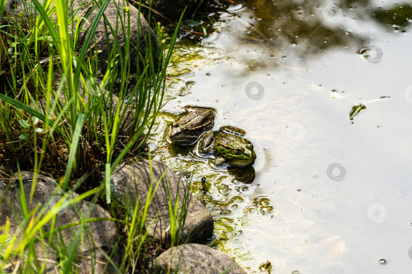 Скачать Две лягушки Рана ридибунда (pelophylax ridibundus) сидят на камнях в пруду на размытом фоне каменного берега. Выборочный фокус. Крупный план. Естественная среда обитания. Концепция природы для дизайна фотосток Ozero