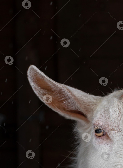 Скачать Часть головы белой комолой козы зааненской породы на темном фоне. Место для текста. фотосток Ozero