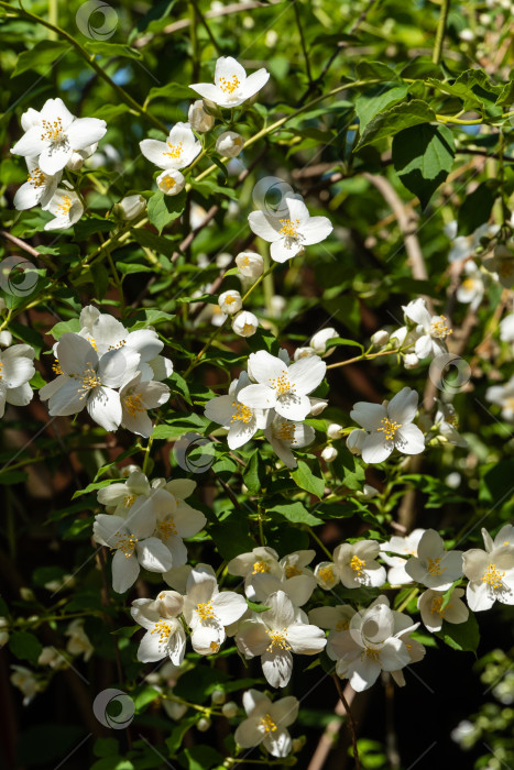 Скачать Солнечный весенний сад. Цветы на ветвях жасминового куста Philadelphus lewisii. Размытый фон зелени сада. Выборочный фокус. Цветочный пейзаж для любых обоев. Есть место для текста фотосток Ozero