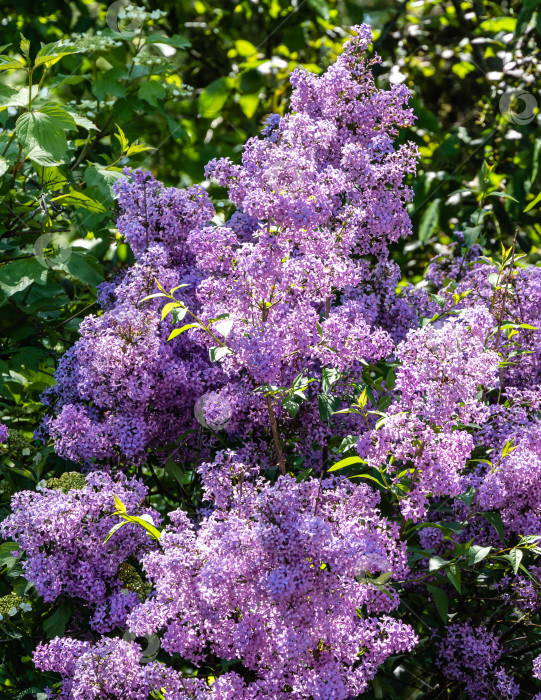 Скачать Весеннее цветение розово-фиолетовых кустов сирени Syringa microphylla на размытом фоне зелени весеннего сада. Крупный план. Весенний ландшафтный сад. Концепция природы для дизайна. Выборочный фокус. фотосток Ozero