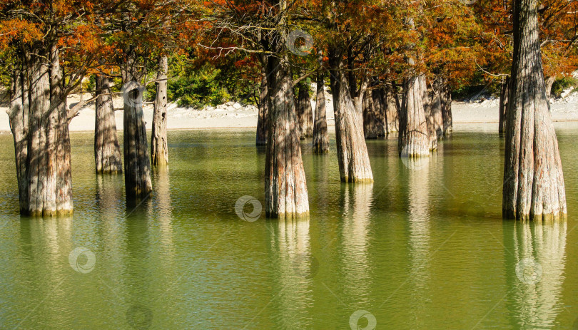 Скачать Болотный кипарис Taxodium - голый кипарис. Толстые стволы в воде. Красные и оранжевые иглы кипариса отражаются в бирюзовом озере Сукко близ Анапы. Осенний пейзаж. фотосток Ozero