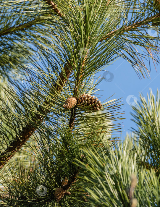 Скачать Пицундская сосна Pinus brutia pityusa.Большая коричневая шишка на ветке пицундской сосны на фоне голубого неба. Крупный план. концепция природы для дизайна. Есть место для фотосток Ozero