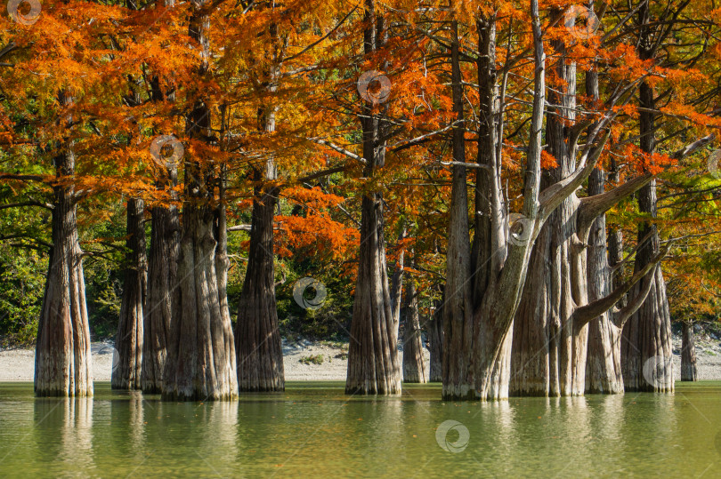 Скачать Болотный кипарис Taxodium - голый кипарис. Толстые стволы в воде. Красные и оранжевые иглы кипариса отражаются в бирюзовом озере Сукко близ Анапы. Осенний пейзаж. фотосток Ozero