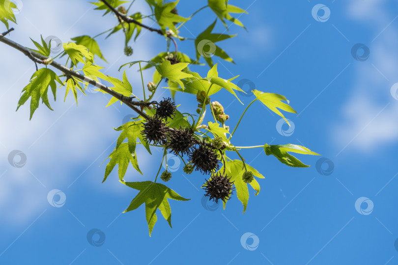 Скачать Молодые зеленые листья и колючие шарики черных семян на ветке дерева Ликидамбар стирацифлуа, обычно называемого американской сладкой камедью (амбервуд), на фоне голубого весеннего неба. Крупный план. Концепция природы для дизайна фотосток Ozero