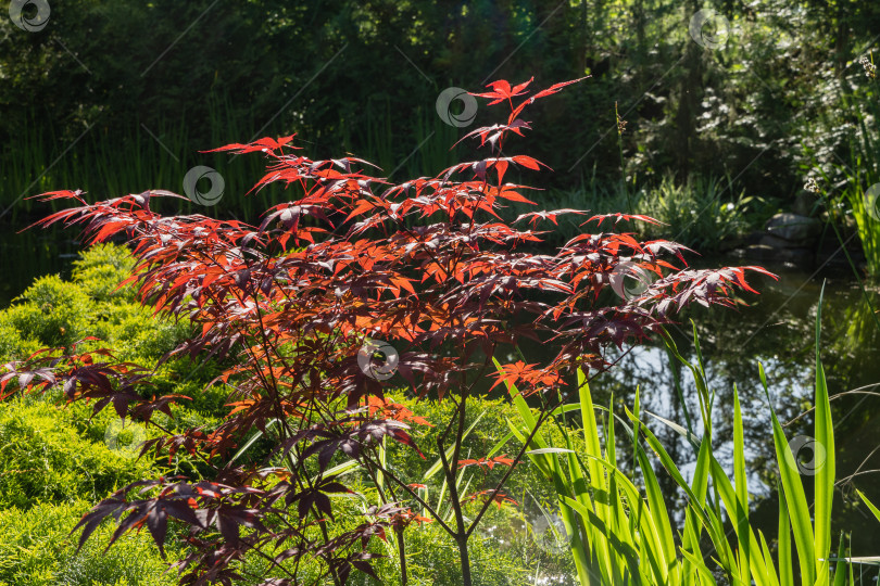 Скачать Японский клен Acer palmatum Atropurpureum растет на берегу красивого садового пруда. Крупный план. Молодые красные листья на размытом фоне вечнозеленых и водных растений. Концепция природы для дизайна. фотосток Ozero