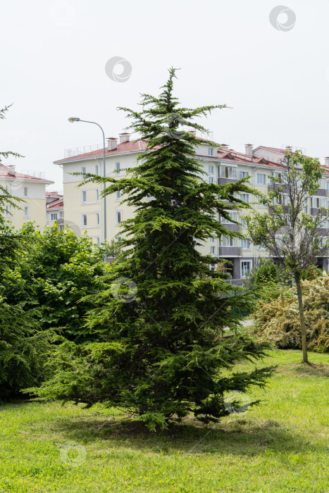 Скачать Сириус (Адлер) Сочи. Красивый гималайский кедр (Cedrus Deodara, Деодар), растущий в орнитологическом парке. Селективный фокус. Гималайский кедр в красивом ландшафте фотосток Ozero