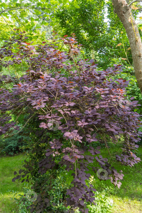 Скачать Молодые красные листья Cotinus coggygria Royal Purple (Rhus cotinus, европейское дымчатое дерево) на размытом фоне зелени сада. Выборочный фокус. Красные листья светятся на солнце. Концепция природы для дизайна. фотосток Ozero