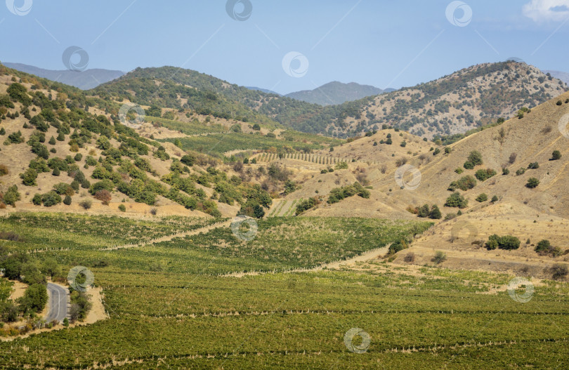 Скачать Виноградники на обширных площадях среди крымских гор. Ровные ряды простираются до подножия горного хребта. Виноделие в Крыму - одна из ведущих отраслей сельского хозяйства в Крыму. фотосток Ozero