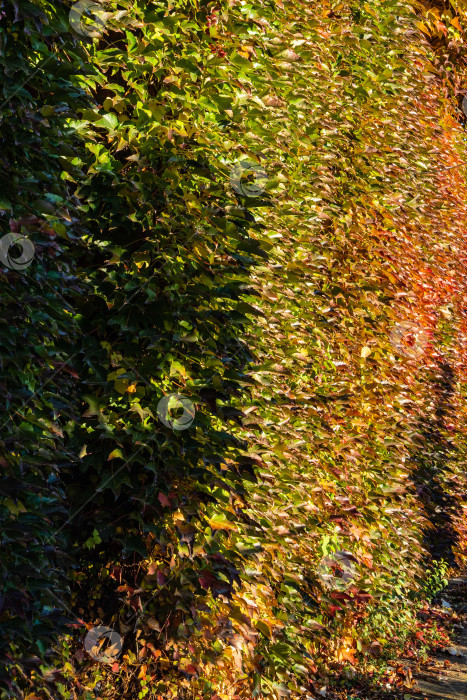 Скачать Красные, оранжевые и золотые листья Parthenocissus tricuspidata 'Veitchii' или бостонского плюща на стенах загородного дома. Крупный план. Виноградный плющ, японский плющ или японская лиана украшают стены. Декор и текстура фотосток Ozero