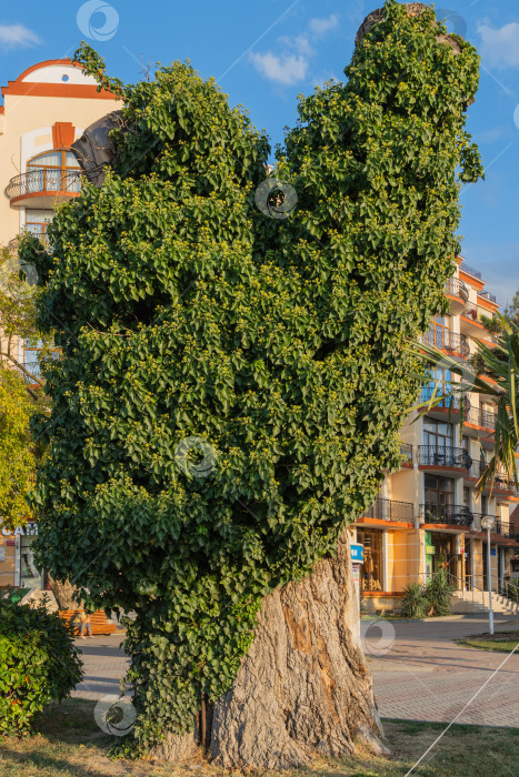 Скачать Цветущий зеленый английский плющ (Hedera helix, европейский плющ) на толстом стволе засохшего дерева. Ландшафтный парк на набережной города-курорта Геленджик. Выборочный фокус. Природная концепция дизайна фотосток Ozero