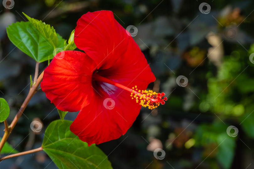 Скачать Яркий крупный красный цветок китайского гибискуса (Hibiscus rosa-sinensis) на размытом фоне зелени сада. Выборочный фокус. Китайская роза или гавайский гибискус в солнечном свете. Природа для дизайна. фотосток Ozero