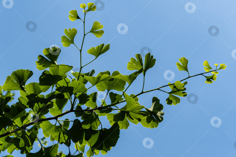 Скачать Дерево гинкго (гинкго билоба) или гинкго с ярко-зелеными молодыми листьями на фоне голубого летнего неба. Выборочный крупный план. Свежая концепция природы обоев. Место для вашего текста фотосток Ozero