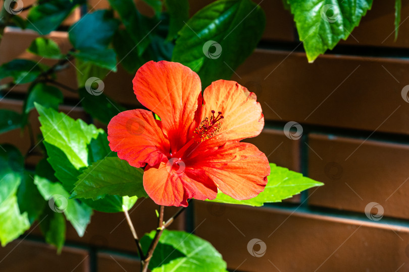 Скачать Яркий крупный красный цветок китайского гибискуса (Hibiscus rosa-sinensis) на размытом фоне кирпичной стены загородного дома. Выборочный фокус. Китайская роза или гавайский гибискус в солнечном свете. Природа для дизайна. фотосток Ozero