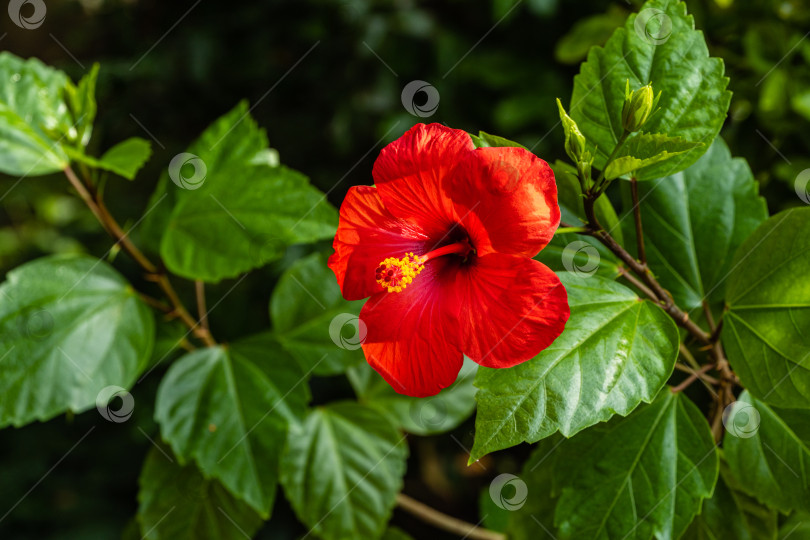 Скачать Яркий крупный красный цветок китайского гибискуса (Hibiscus rosa-sinensis) на размытом фоне зелени сада. Китайская роза или гавайский гибискус в солнечном свете. Концепция природы для дизайна. фотосток Ozero