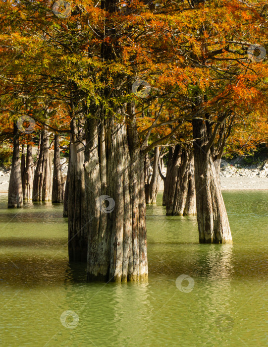 Скачать Болотный кипарис Taxodium - голый кипарис. Толстые стволы в воде. Красные и оранжевые иглы кипариса отражаются в бирюзовом озере Сукко близ Анапы. Осенний пейзаж. фотосток Ozero