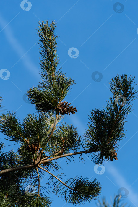 Скачать Красивые коричневые шишки на ветке японской сосны Pinus parviflora Glauca на фоне голубого зимнего неба. Крупный план. Концепция природы для дизайна. фотосток Ozero