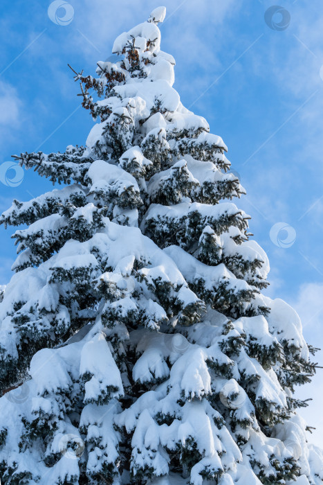 Скачать Голубая ель Picea pungens с голубыми иголками в ясный солнечный зимний день. Ветви голубой ели Picea pungens под белым пушистым снегом на фоне голубого неба. Крупный план. Выборочный фокус. Зимняя тема для дизайна фотосток Ozero