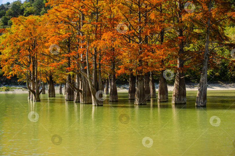 Скачать Болотный кипарис Taxodium - голый кипарис. Красные и оранжевые иглы кипариса отражаются в бирюзовом озере в Сукко недалеко от города Анапа. Осенний пейзаж. Фон природы. фотосток Ozero